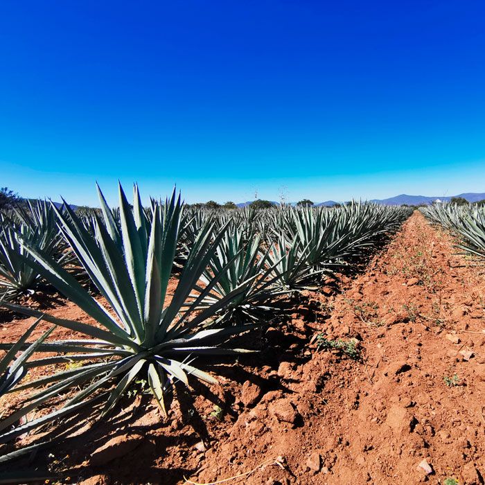 tour-hierve-el-agua-degustacion-de-mezcal-matatlan